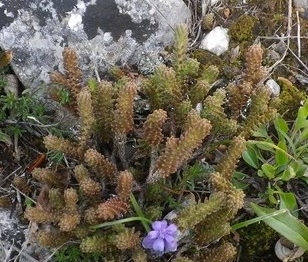 Piantina grassa - Sedum cfr. sexangulare